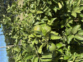 Projet MAGMA, CTIFL de Balandran - Pomelo